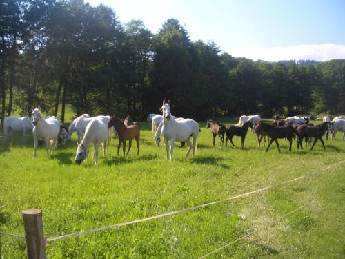 a herd of horses grazing in a field at Gästehaus Maria in Köflach