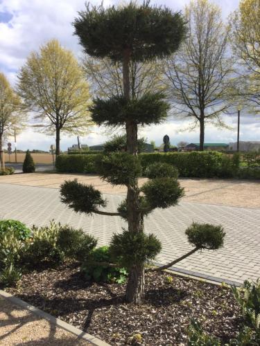 a small pine tree in a park at Hotel Zum Alten Schlagbaum in Wegberg