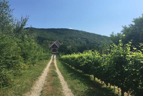 a house on a dirt road in a vineyard at Polychko Winehouse in Vynohradiv
