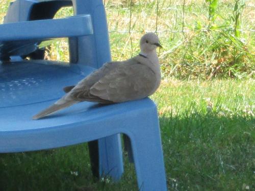 a bird sitting on the arm of a blue chair at Domaine des Charmilles in Mantenay-Montlin