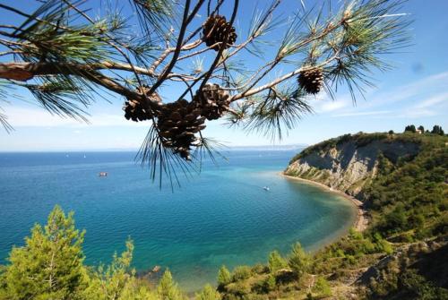 a view of a beach with a pine tree at Floating Sea Houses MARINA LUX in Portorož