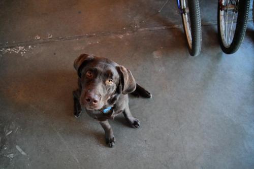 a brown dog laying on the floor next to a bike at Adrift Hotel in Long Beach