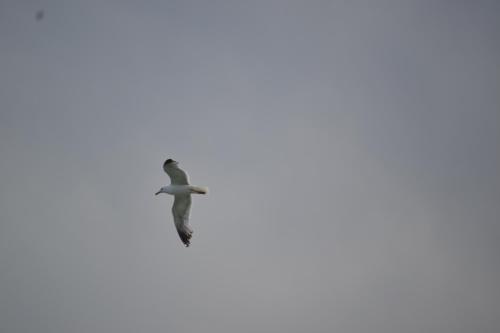 a bird flying in the sky at Serik & Geora Guesthouse in Sevan