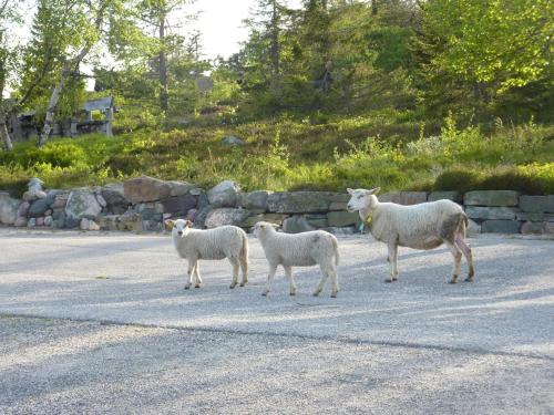 ホリデーパークの敷地内または近くにいる動物