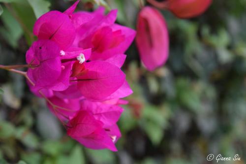 a bunch of pink flowers on a bush at Huaranjapo in El Carmen