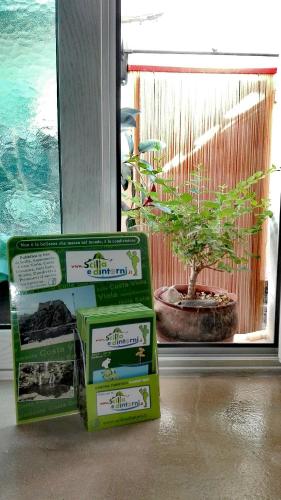 two boxes with a bonsai tree in front of a window at B&B Mastro Francesco in Scilla