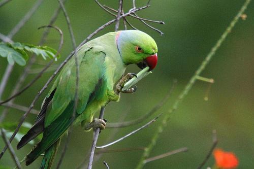 a green parrot perched on a tree branch at Mahaweli Shades in Kandy