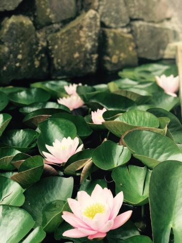 a group of pink water lilies in a pond at Gasthof zum See in Wiesensteig