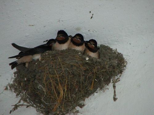 a group of birds sitting on top of a nest at Fónagy és Walter Vendég- és Borház in Vác