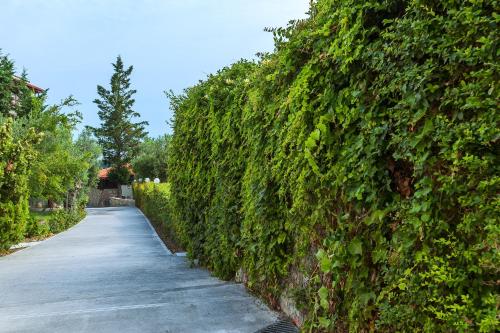 a hedge fence with a road next to it at Hotel Kriopigi in Kriopigi