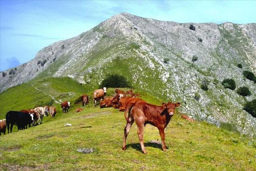 a herd of cows on a grassy hill with a mountain at Casa Marta in Pescaglia