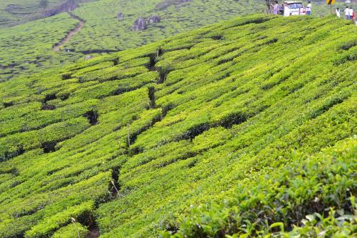 a green hill covered in green plants at Arabian Nights Munnar Pool Villa in Munnar