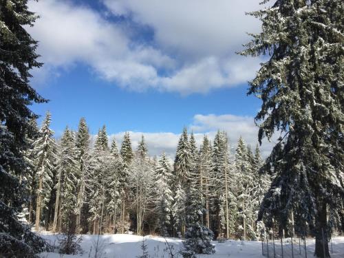 プレデアルにあるVila Bogdanaの雪の木々