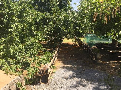 a row of plants in a garden under trees at Casa etna in Bronte