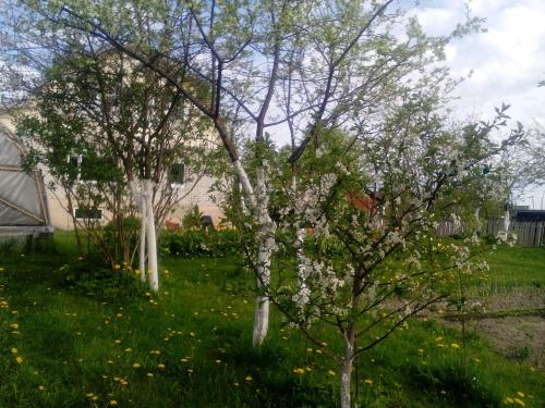 ソルタヴァラにあるGuest House Rajaの庭の白花の木