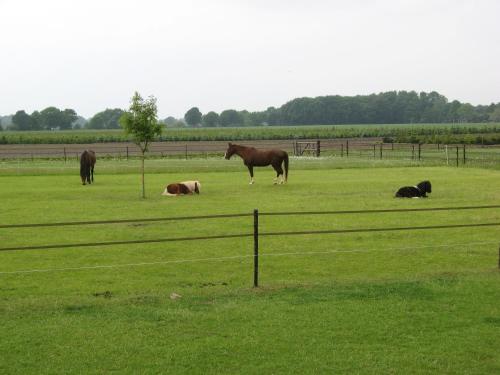 a group of horses in a field behind a fence at 't Zwaluwennest in Exloo