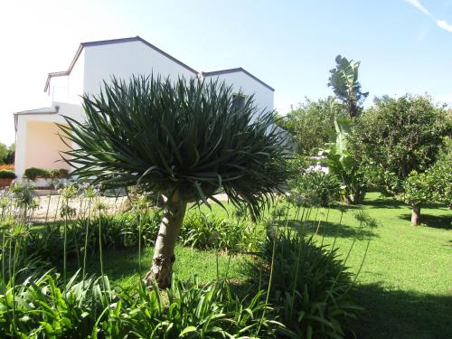 a palm tree in a garden in front of a building at Arenosu Comfort Country Guesthouse in Fertilia
