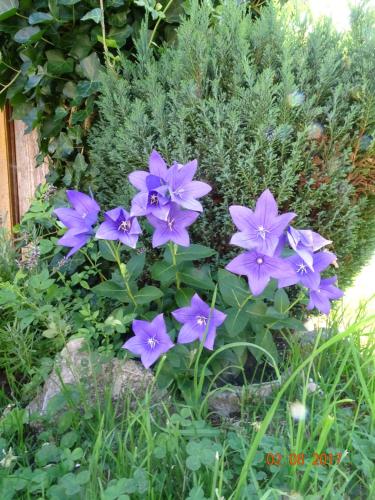 a bunch of purple flowers in a garden at Ferienwohnung Löffelberger in Hallein
