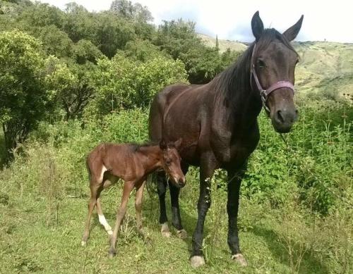 a baby horse standing next to a large horse at Hacienda Gonzabal in Loja