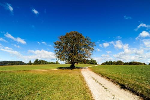 a tree in the middle of a field with a dirt road at Rooms Kozmus in Brestanica