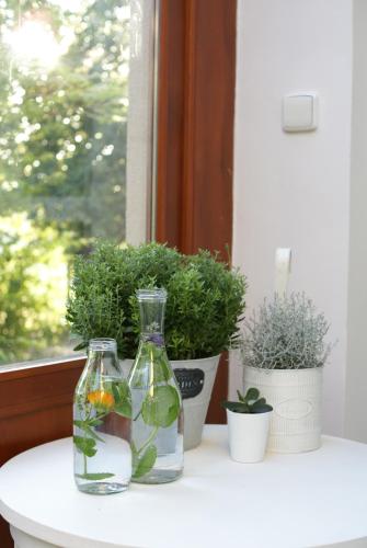 two glass vases sitting on a window sill with plants at Villa Letná in Brandýs nad Labem-Stará Boleslav
