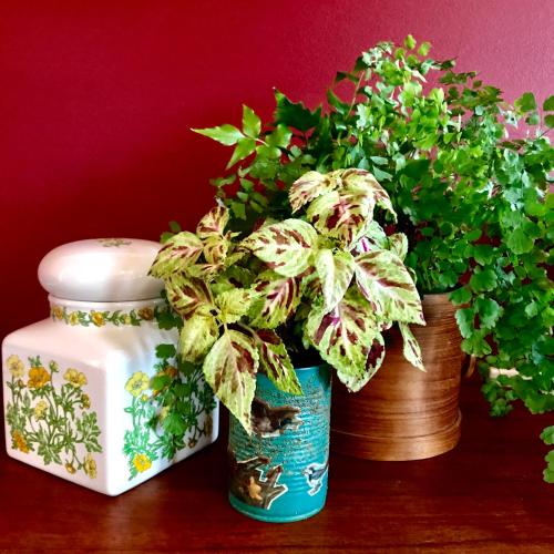 two potted plants on a table next to a container at Vine Valley Inn in Cessnock