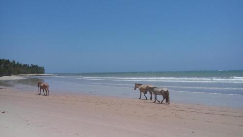 a group of horses walking on the beach at Dendê Loft in Ilha de Boipeba