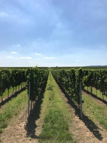 a row of vines in a field at Landhotel Kallstadt in Kallstadt
