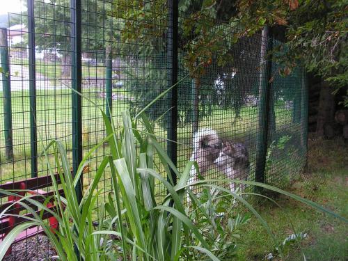 a dog is sitting in a cage at Hotel Sternen in Lenzkirch