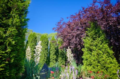 a garden with many different types of trees and flowers at Pansionat Bogema in Truskavets