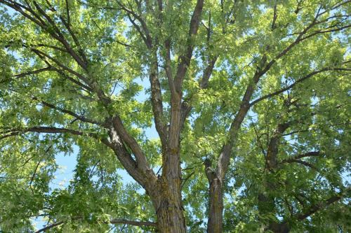 a large tree with green leaves on it at Motel Chez Nous in Laval