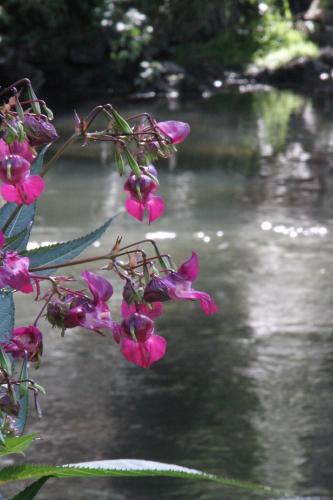 a bunch of pink flowers next to a river at Business Class Hotel Häckermühle in Tiefenbronn