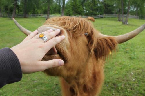a person is touching the face of a cow at Berggasthof Pension Pfitscher in Unsere Liebe Frau im Walde