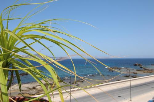 a plant on a beach with the ocean in the background at Ajamola in Favignana