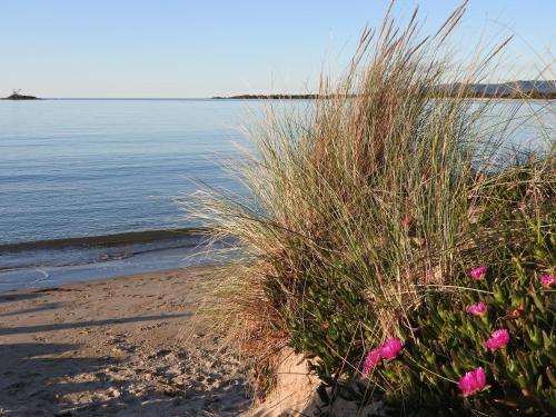 a sandy beach with pink flowers and grass at Moomba Holiday and Caravan Park in Port Sorell