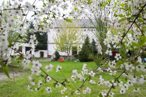 a house with white flowers in the yard at Gospodarstwo u Krakusa in Doboszowice