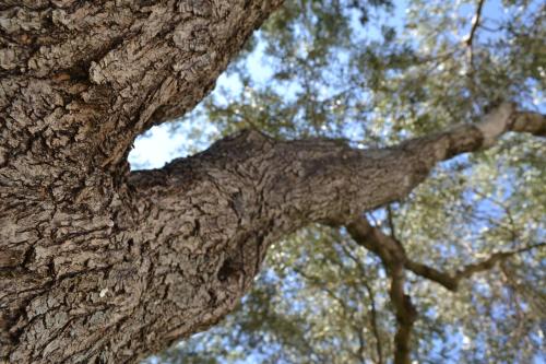a close up of the branches of a tree at Giorgos and Maria in Plakias