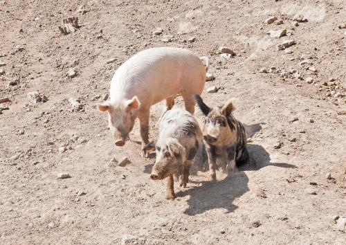 three pigs are walking on a dirt field at OBENauf in Unternalb in Unternalb