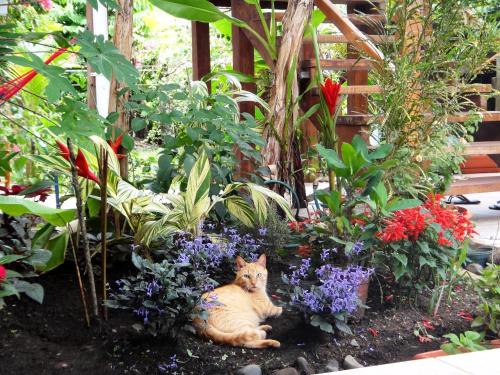 a cat sitting in a garden with flowers at Hotel Pura Vida in Puerto Viejo