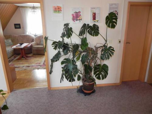 a potted plant in a living room at Ferienunterkuenfte Schulz in Ahlbeck