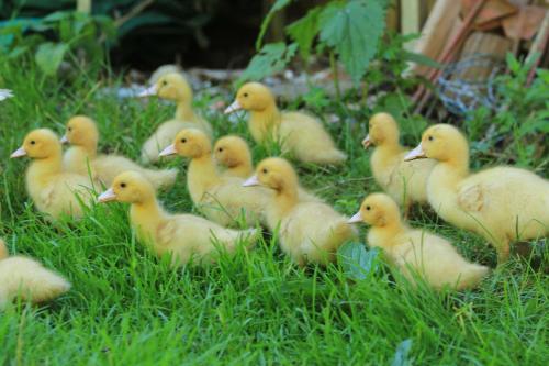 a group of yellow ducks sitting in the grass at Tourist farm Mulej in Bled
