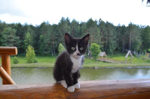 a black and white cat sitting on top of a table at Gostynna sadyba Kit Bayun in Teterivka