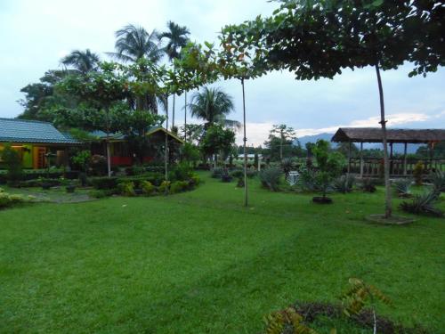 a green yard with trees and a house at AMBOW Homestay Jungle Trekking & Village Tour in Bukit Lawang
