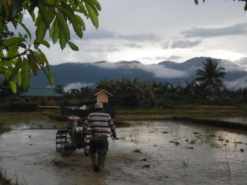 a man is walking through a flooded field at AMBOW Homestay Jungle Trekking & Village Tour in Bukit Lawang