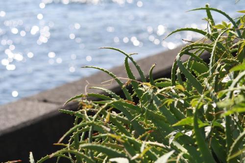 a green plant next to the ocean at Tabinoyado Ushionoakari Geiboso in Shima