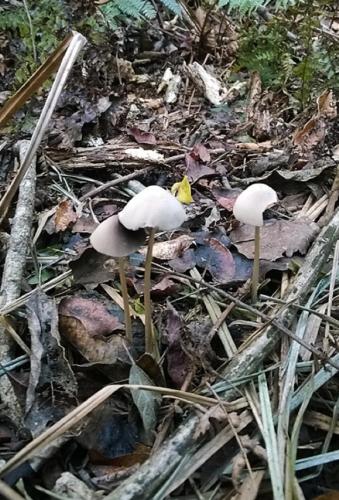 a group of three white mushrooms on the ground at Green Hills Forest Lodge in The Crags