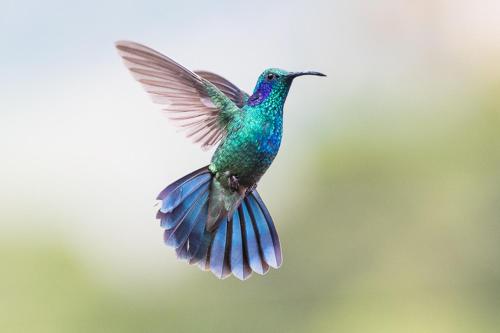 a humming bird is flying in the air at Hotel Mirador de Quetzales in Providencia
