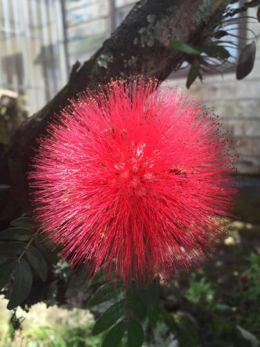 a bright red ball on a tree branch at Hotel Casa Conley Del Mar in Puerto Viejo