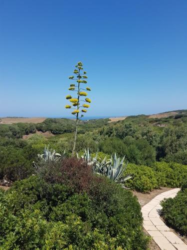 a tall plant in the middle of a path at La Chintana in Palmadula