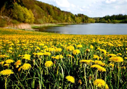 a field of yellow dandelions in front of a lake at Apartment Yachthafen Waren in Waren